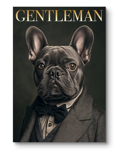 Gentleman Französische Bulldogge